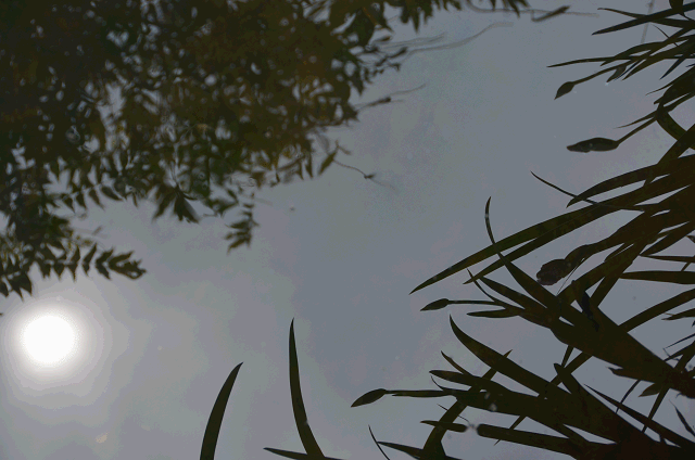 a0275782_16463524.gif
