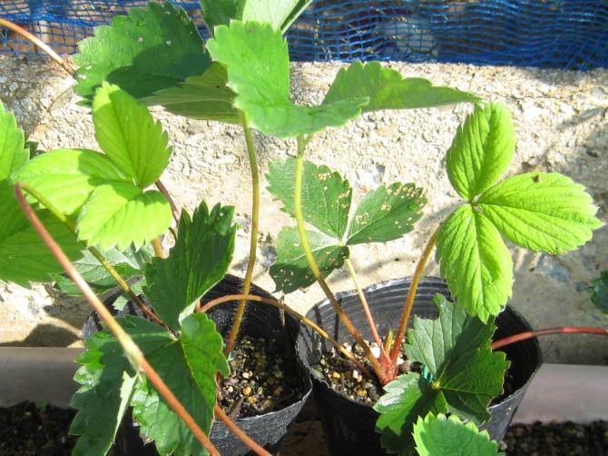 いちごのランナーから苗作り 太郎から次郎へ ３週間目 いちごgrowerのblog