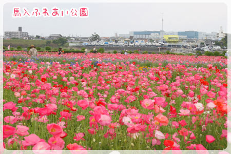 2012年6月3日　馬入ふれあい公園_b0024183_20373071.jpg