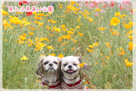 2012年6月3日　馬入ふれあい公園_b0024183_20402277.jpg
