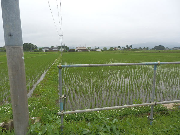 6月14日の田んぼ(上目黒小・枝野小)_d0247484_155742.jpg