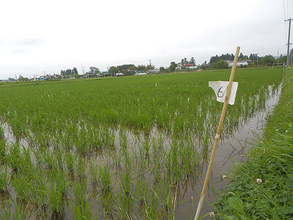 6月14日の田んぼ(上目黒小・枝野小)_d0247484_15592540.jpg