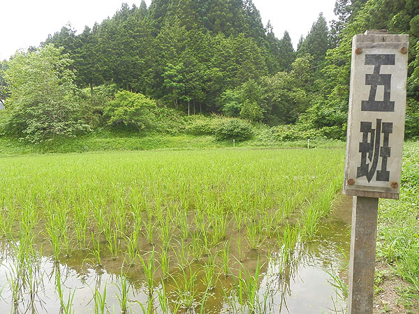 6月14日の田んぼ(月光原小・西根小)_d0247484_161857100.jpg