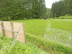 6月14日の田んぼ(月光原小・西根小)_d0247484_16194352.jpg