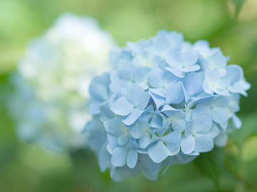 見ごろ 紫陽花 あじさい まいぺ すすたいる 見ごろ 紫陽花 あじさい まいぺ すすたいる