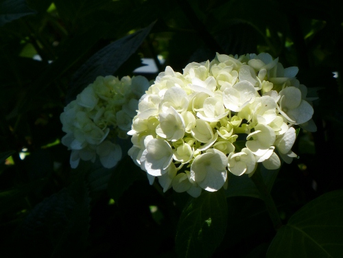 梅雨の花_b0067694_2242777.jpg