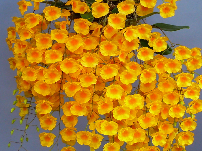 Dendrobium lindleyi (aggregatum) 'Florida Sunshine' その2 : 花咲