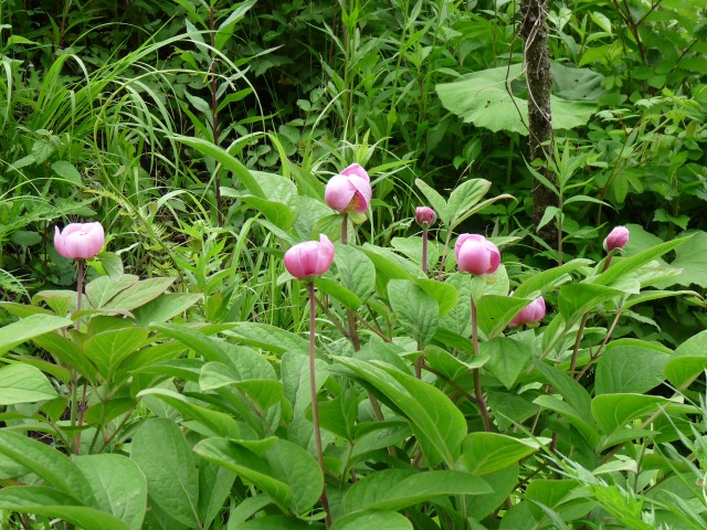 奥阿蘇草原の花ウオッチング_b0025101_104914.jpg