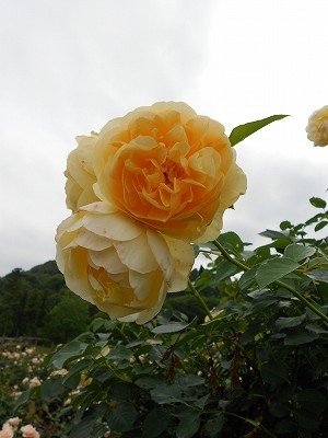 b0147203_22204934.jpg