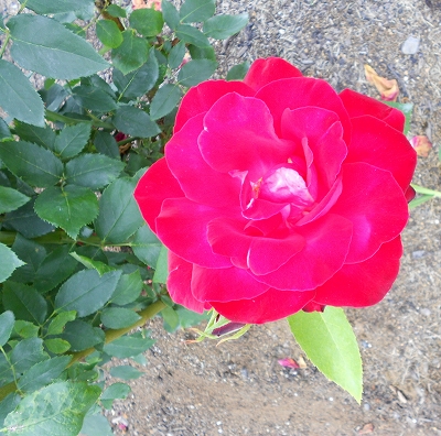 b0147203_2221570.jpg