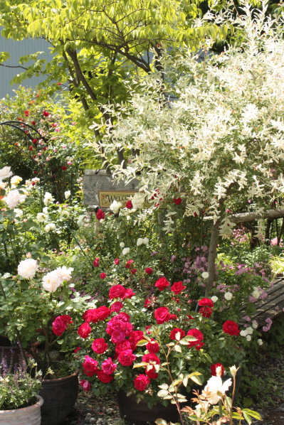 d0001008_1342661.jpg