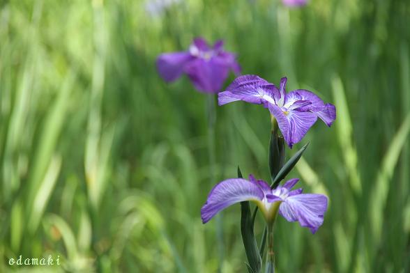 花菖蒲（Ⅱ）_c0083210_7162712.jpg