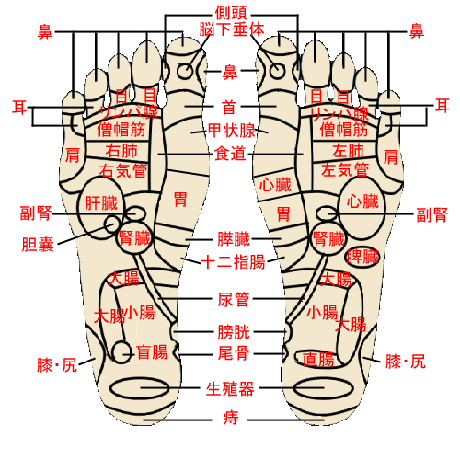 足裏のつぼ つれづれ日記