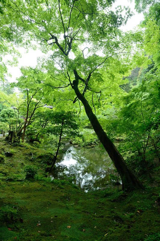 青葉巡り・南禅寺塔頭 南禅院_f0032011_19511431.jpg