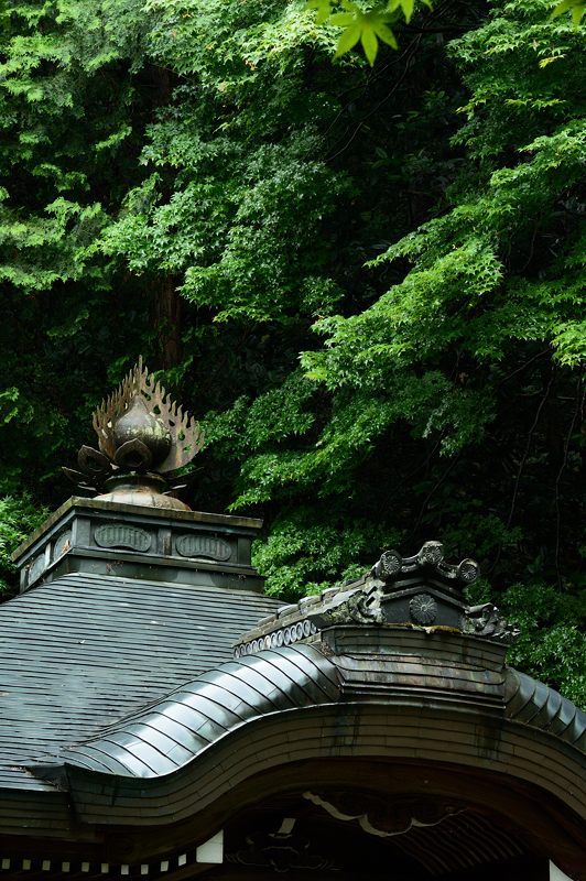 青葉巡り・南禅寺塔頭 南禅院_f0032011_19523992.jpg