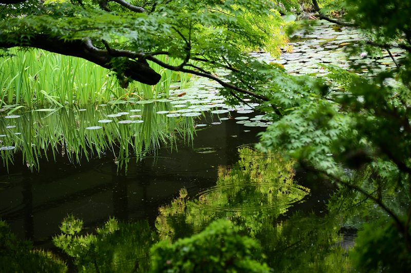 青葉巡り・南禅寺塔頭 南禅院_f0032011_19533535.jpg