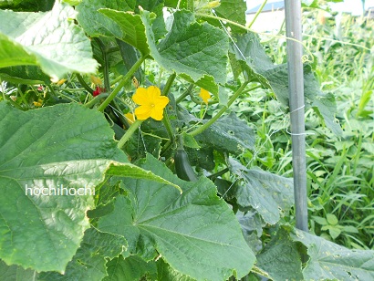 幼稚園でお世話になっている　お野菜農家の百家農園へ_f0151213_13285289.jpg