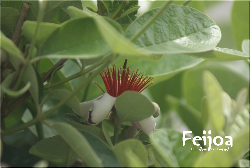 feijoa ふぇいじょあ_f0156117_963493.jpg