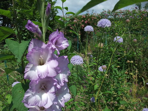 6月15日見頃の花 花の庭編 モネの庭だより