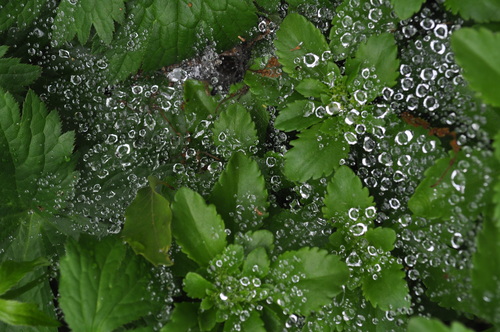 a0248728_0482290.jpg