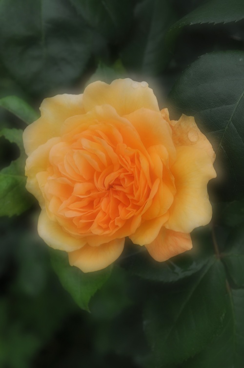 a0248728_113426.jpg