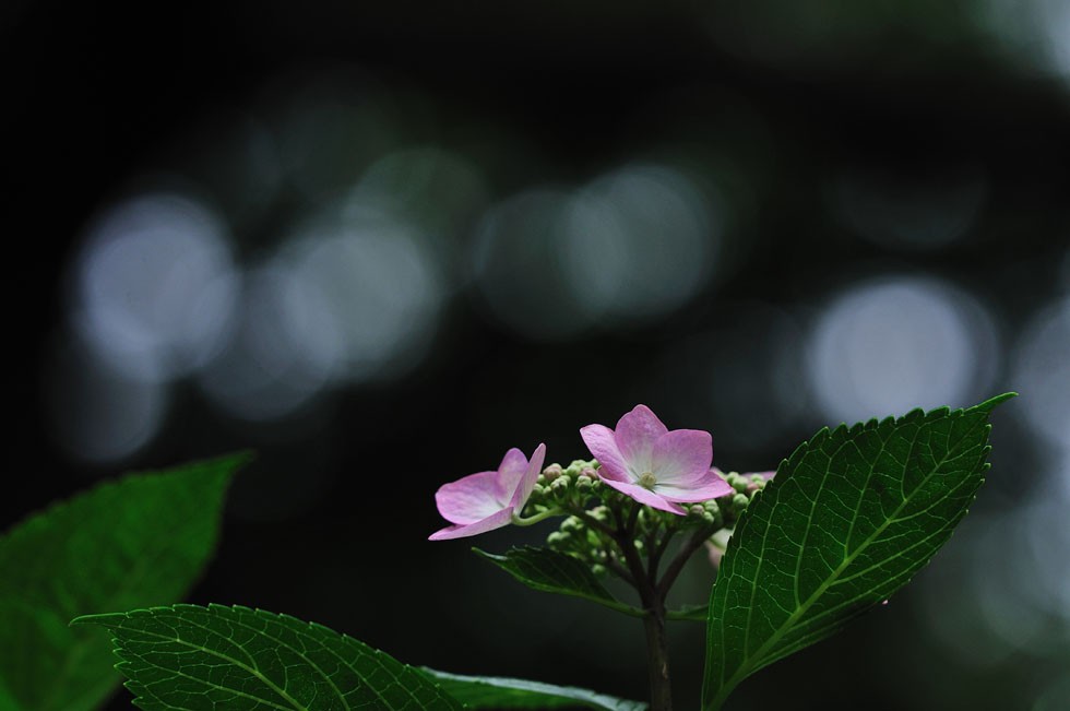 紫陽花　最後です。_c0211429_23542689.jpg