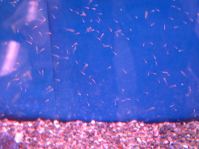 金魚の赤ちゃん ピンポンパール フルタニ金魚倶楽部blog
