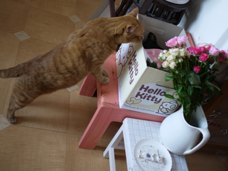 お誕生日猫 しぇる9歳編。_a0143140_23452151.jpg