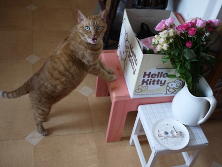 お誕生日猫 しぇる9歳編。_a0143140_23454359.jpg
