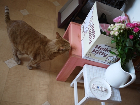 お誕生日猫 しぇる9歳編。_a0143140_235479.jpg