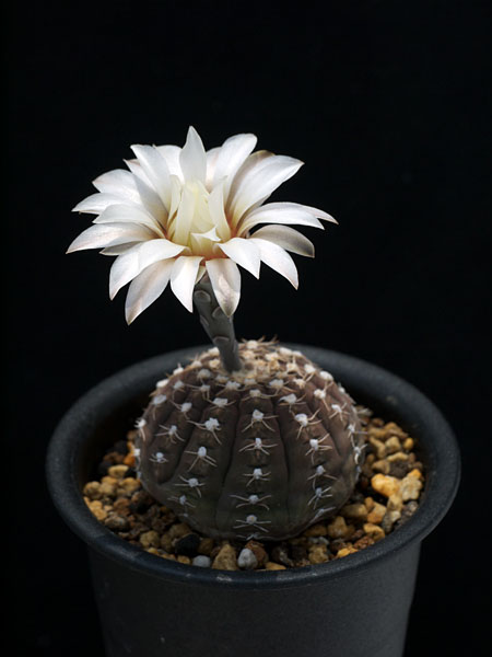 ミニマリスト 咲き乱れるポスター アリゾナサボテン サグアロ