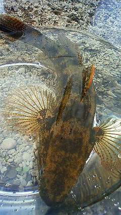 川で採取 オアシスの水ぎわで 川で採取 オアシスの水ぎわで