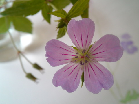 花びらの模様、しべの色。_a0254752_180536.jpg