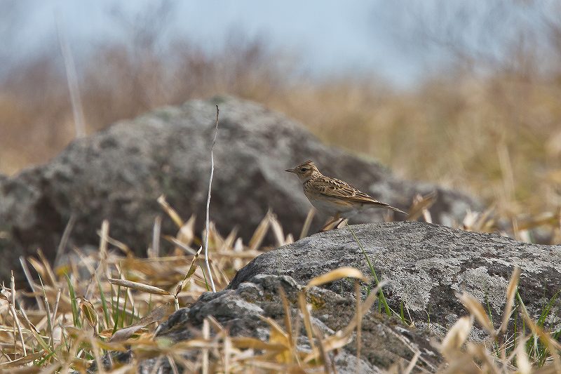 ノビタキ♀とヒバリ_f0044056_8545074.jpg