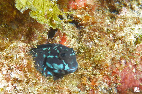 e0158261_95161.jpg
