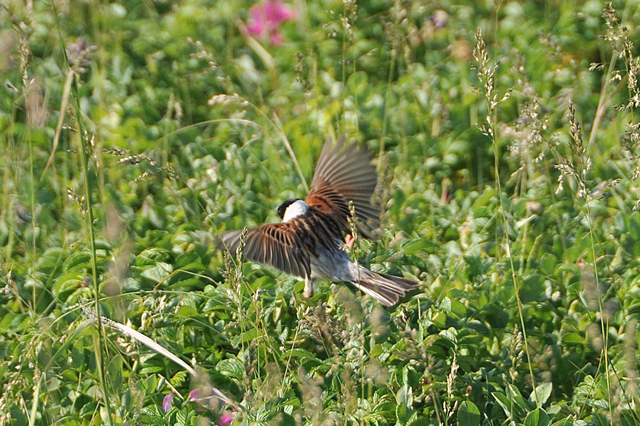 はまなすの丘公園の野鳥達 こもれびの森
