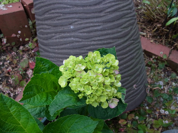 b0194267_20225346.jpg