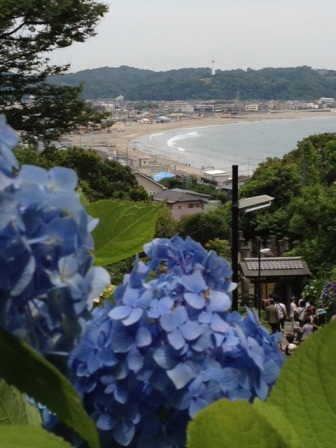 鎌倉あじさい散歩_c0135971_23225487.jpg