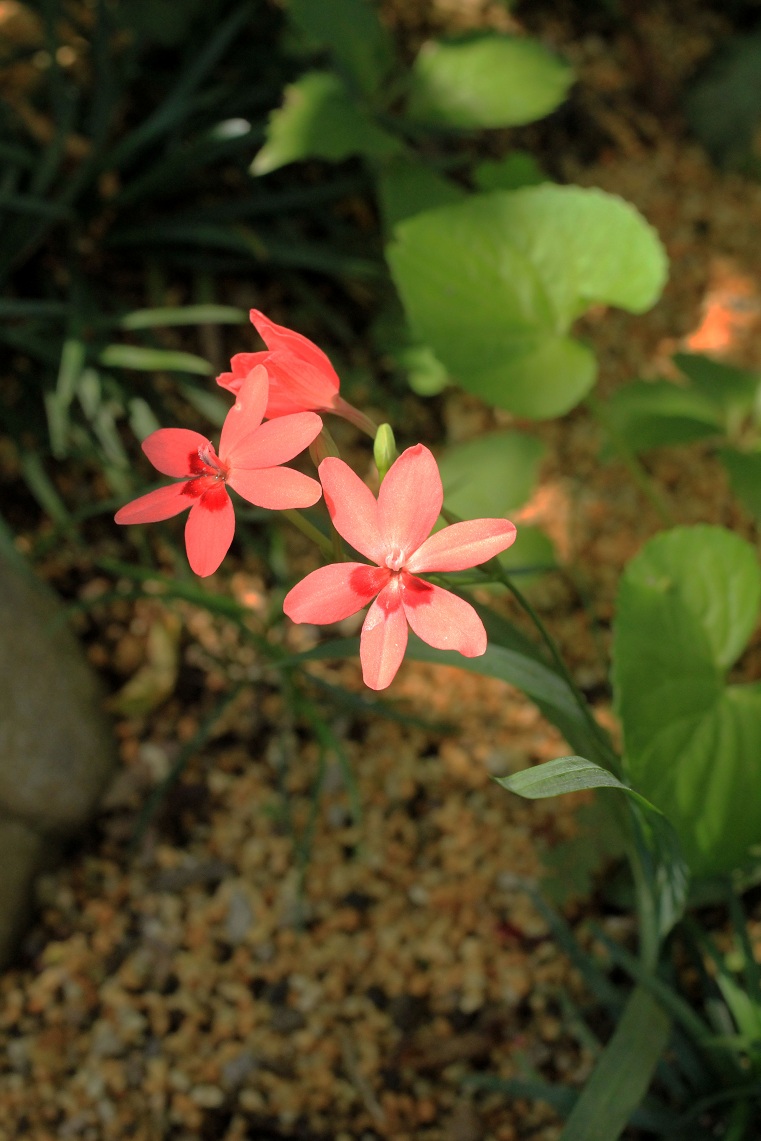 ヒメヒオウギ_a0107574_659490.jpg