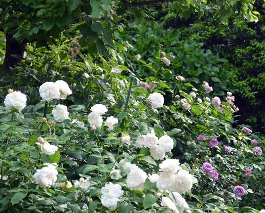 d0099791_941743.jpg