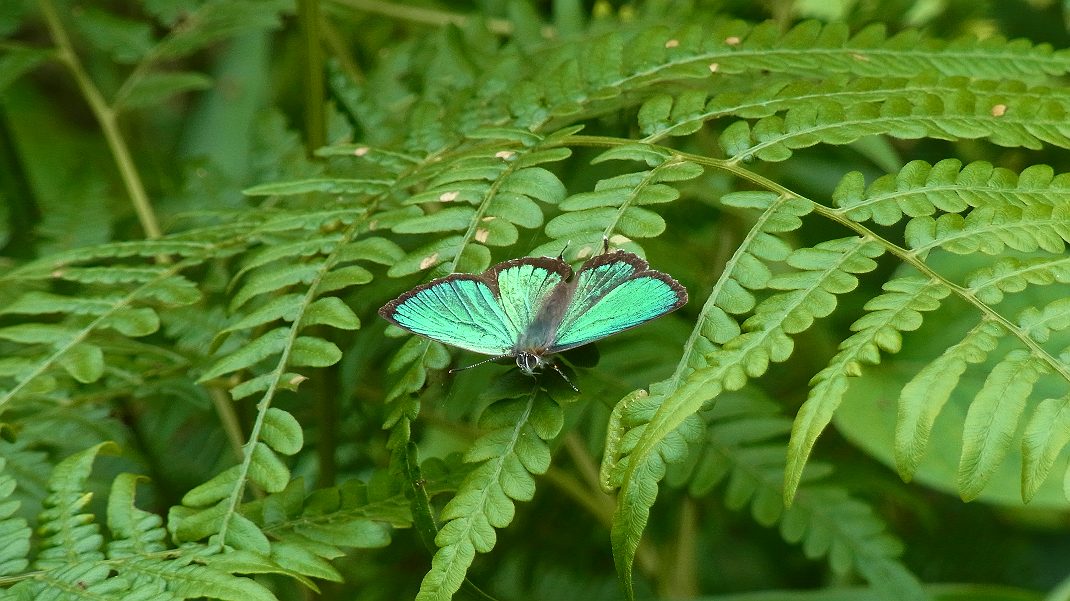 a0152692_18181072.jpg