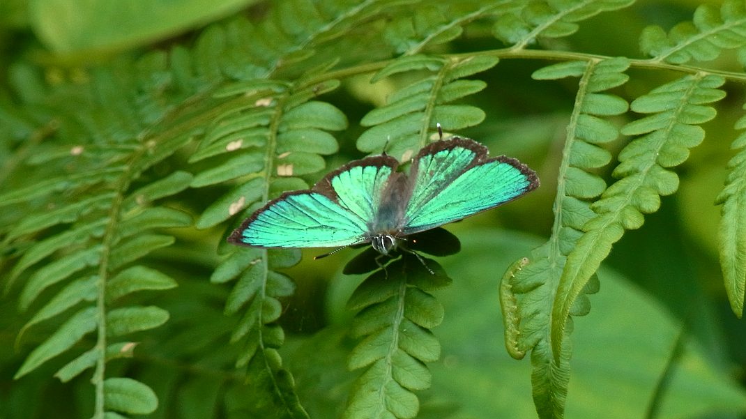 a0152692_18183056.jpg