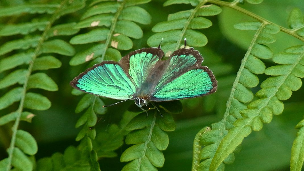 a0152692_18185090.jpg