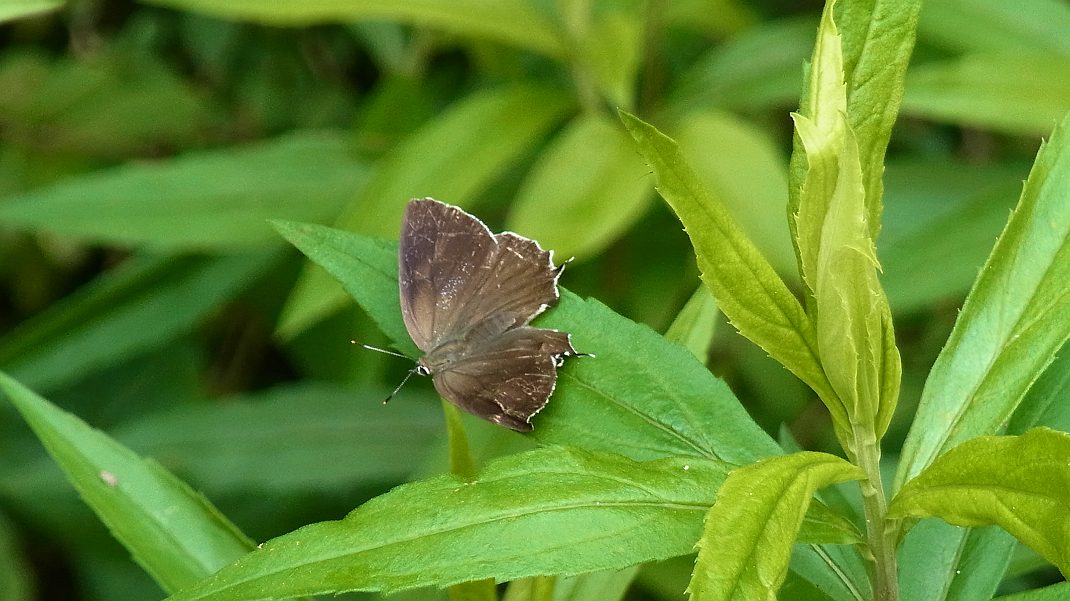 a0152692_187152.jpg