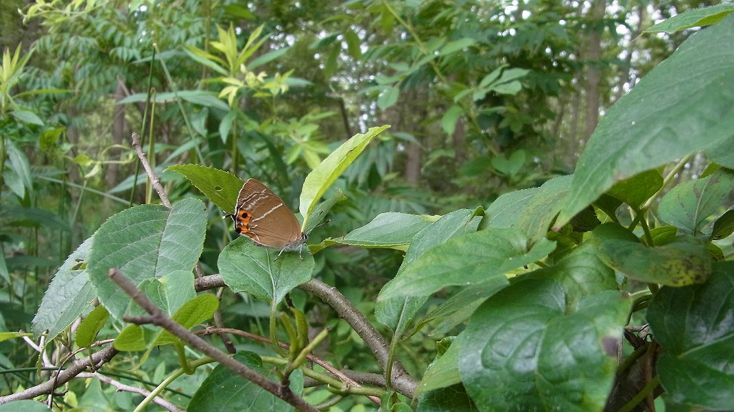 a0152692_1874951.jpg