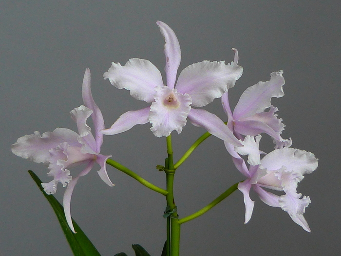 Cattleya lobata \'Jeni\'_a0267399_1136063.jpg