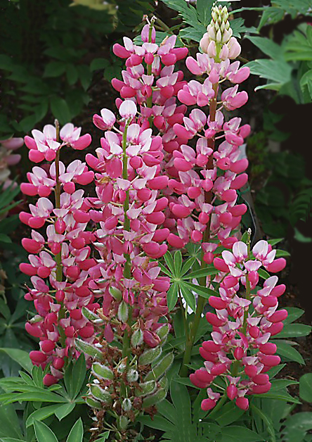 e0039703_0394621.jpg