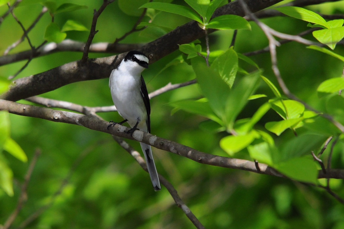 野鳥サンショウクイ_a0189912_13582342.jpg