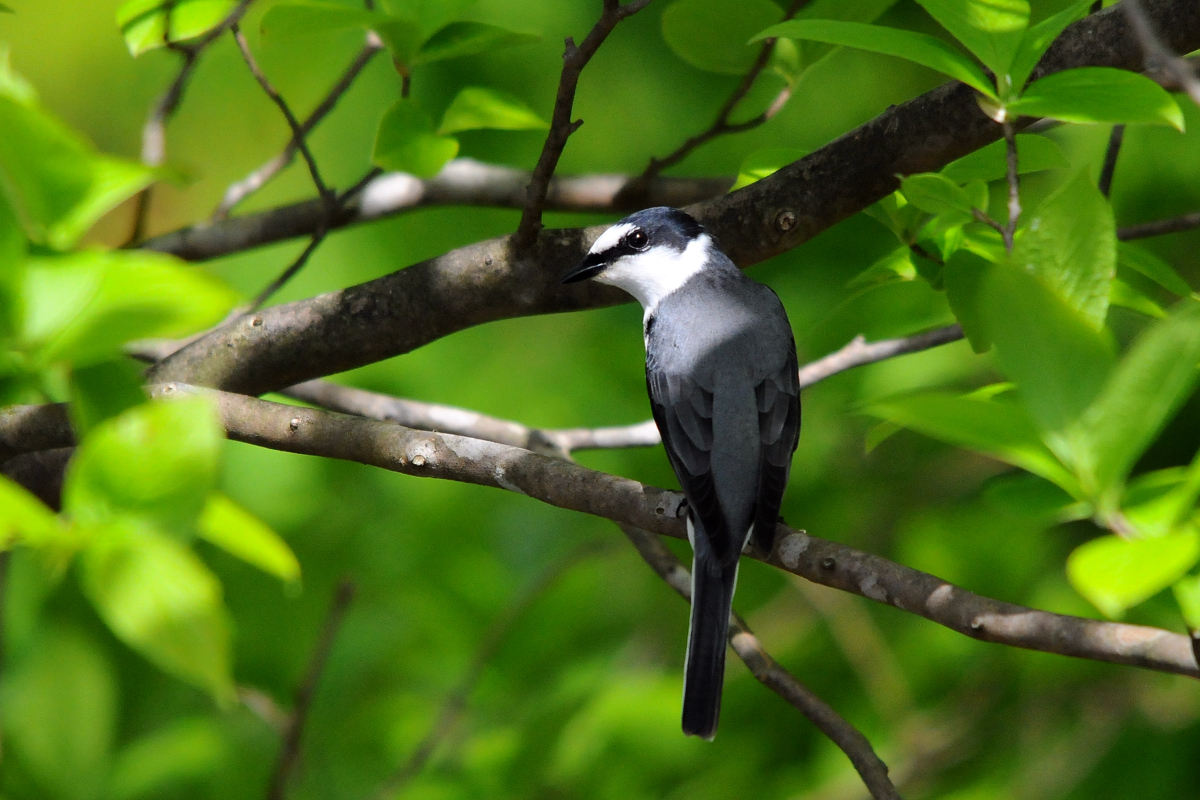 野鳥サンショウクイ_a0189912_1359232.jpg