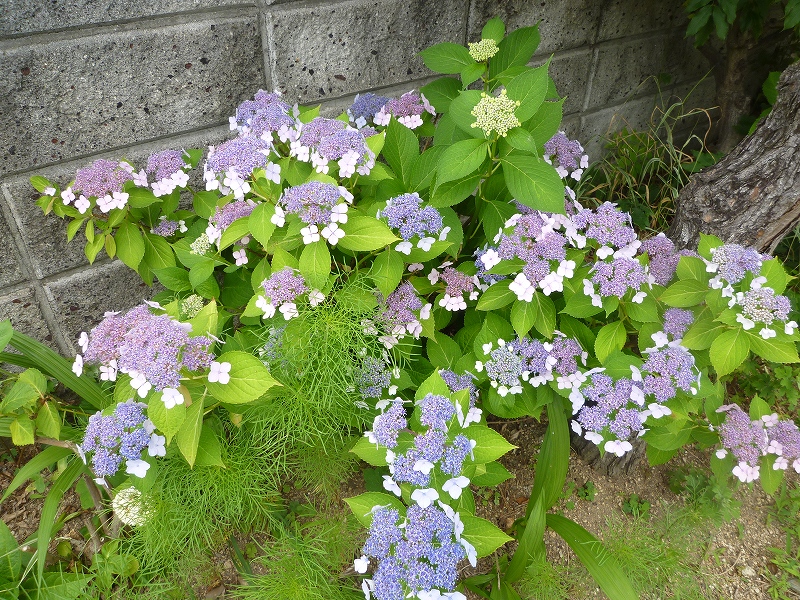 うちの紫陽花_a0234413_19592727.jpg